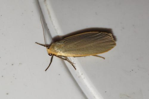 Eilema griseola